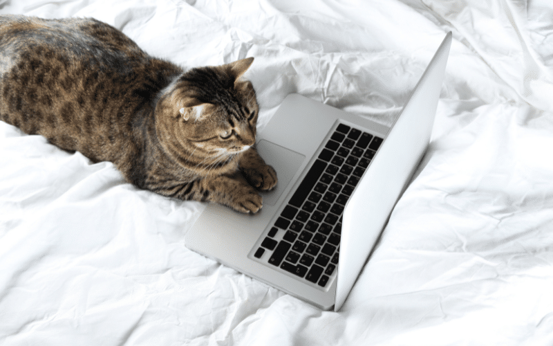 Clients’ Reviews In Their Own Words