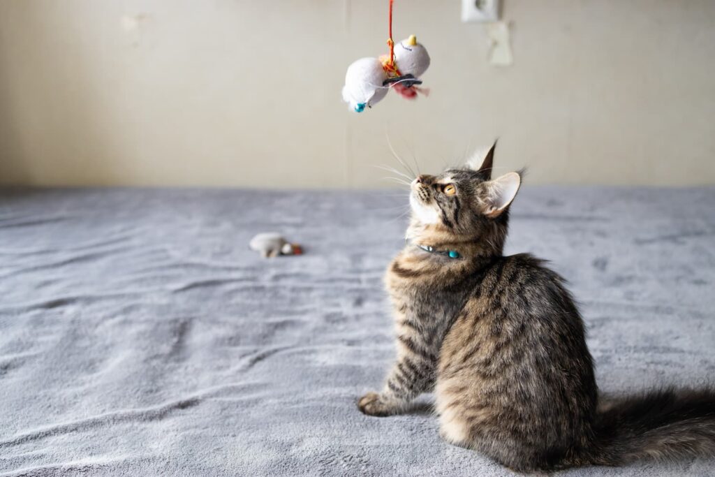 A tabby cat with a blue collar sits on a gray bed, looking up at a hanging toy above its head.