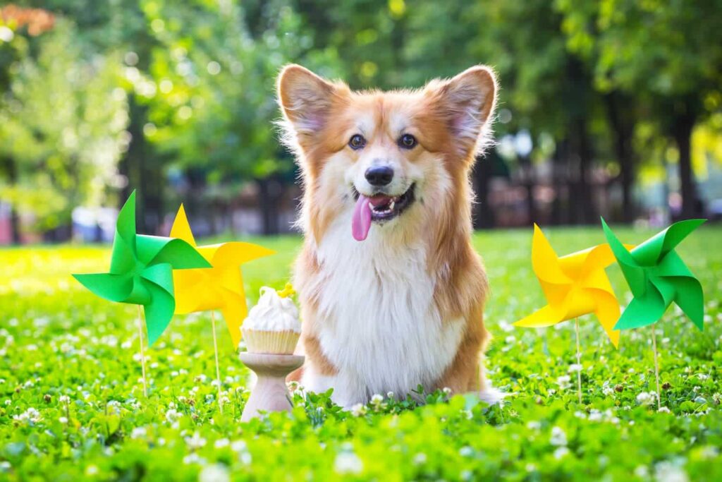 A corgi sits on grass surrounded by yellow and green pinwheels, with a cupcake topped with white frosting in front of it. Trees are visible in the background.