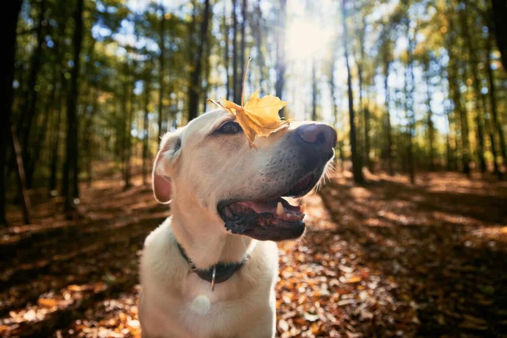 A yellow Labrador retriever standing in a sunlit forest with a fallen leaf resting on its nose.