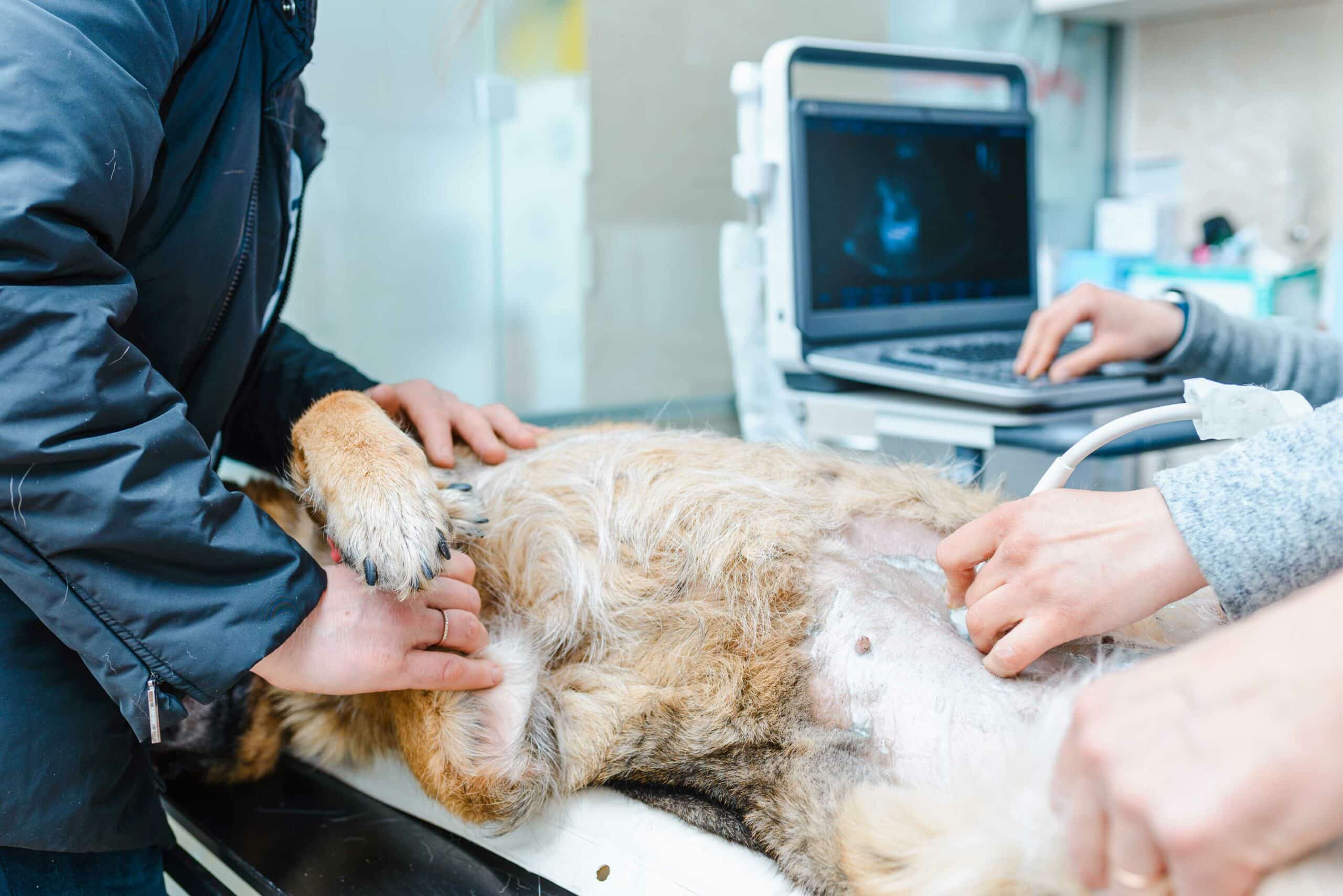 Emergency Pet Diagnostics & Imaging in DeLand, FL