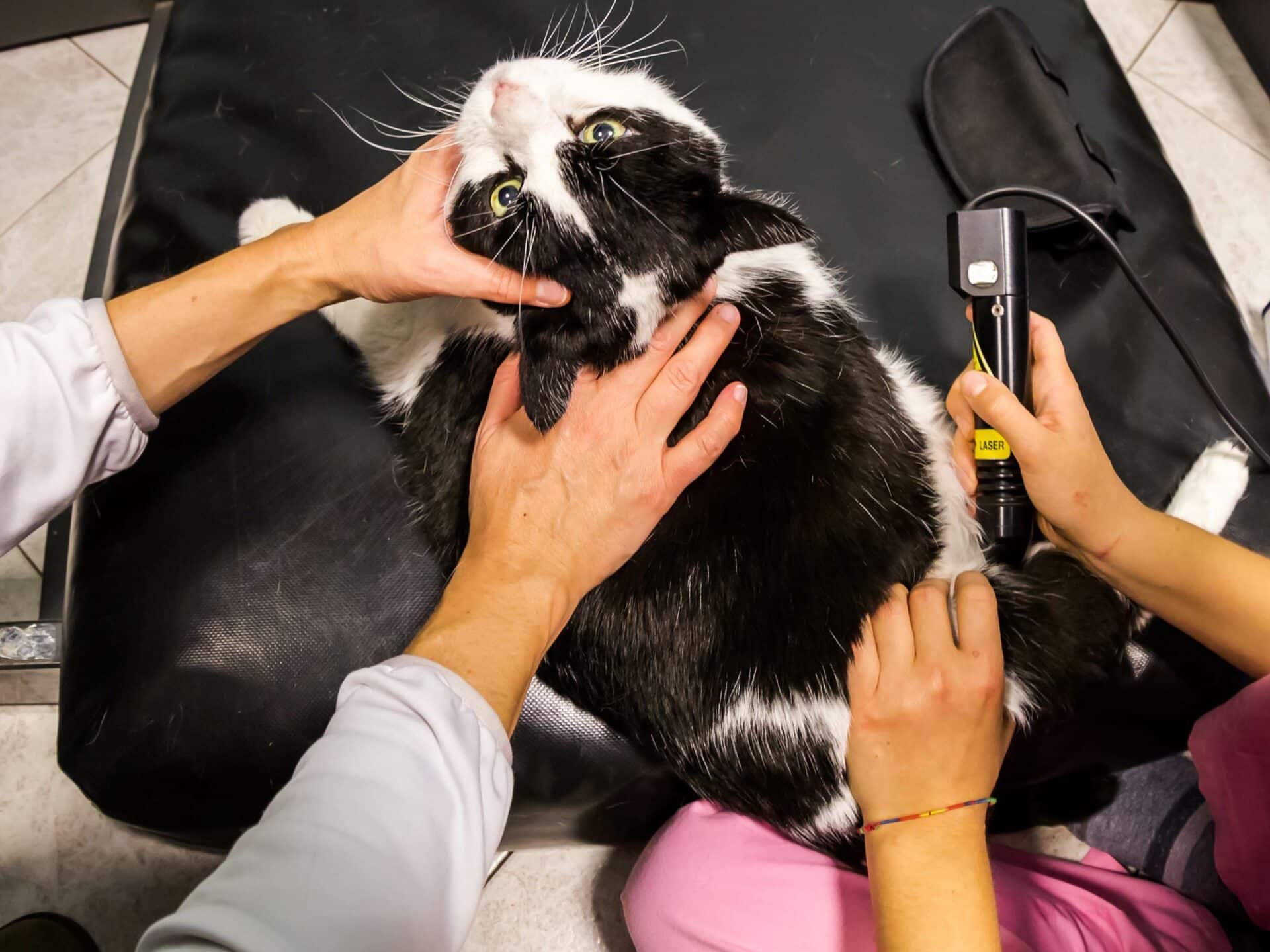 Advanced Pain Relief with Laser Therapy
