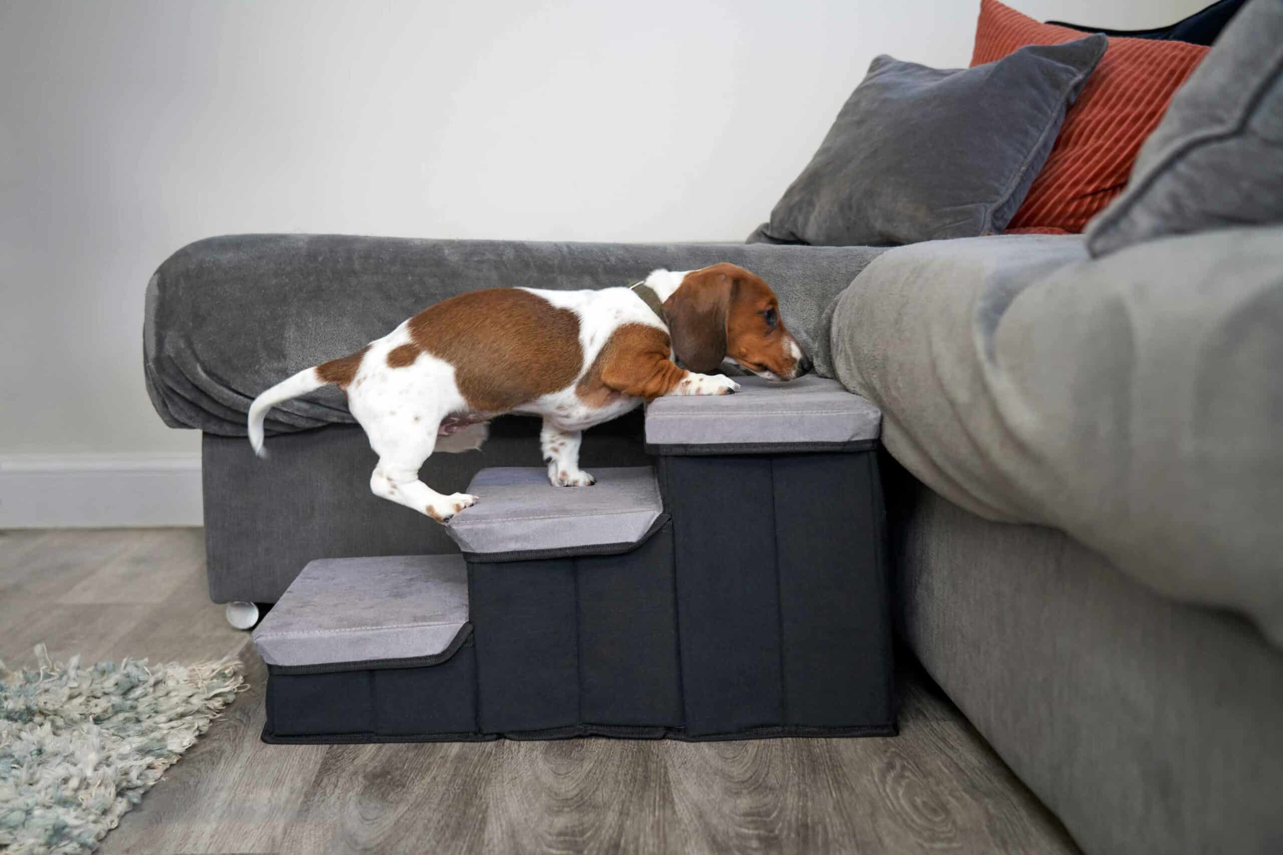 Pain Management for Pets in DeLand, FL