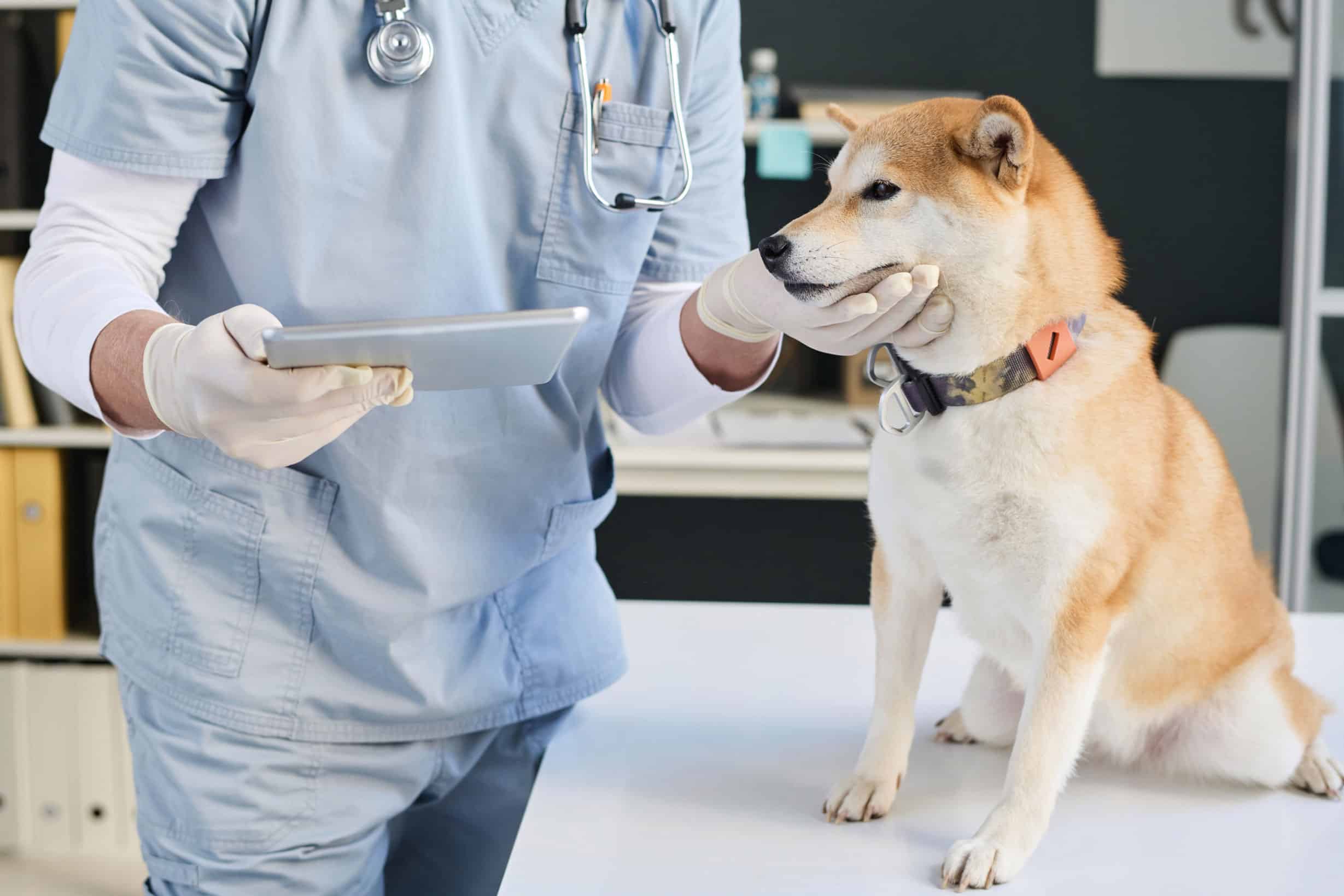 To Our Veterinary Colleagues: