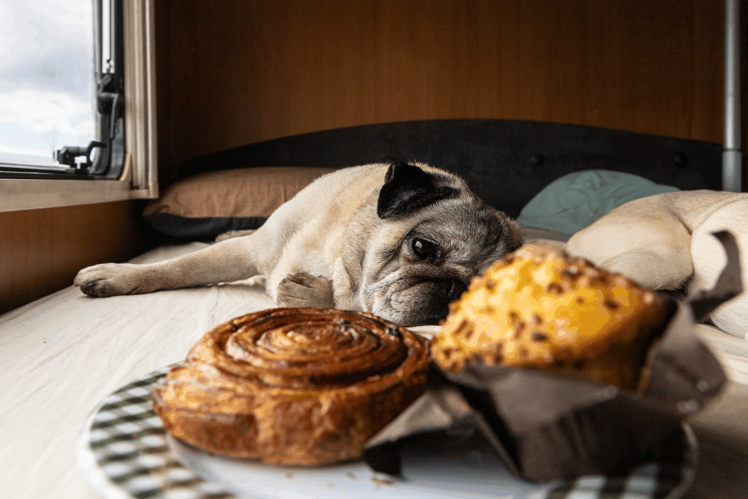 Top 5 Holiday Foods That Can Send Pets to the ER