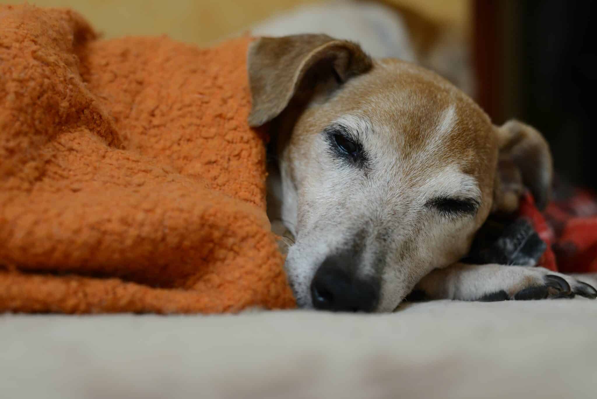 Veterinary Medical Boarding for Dogs and Cats in DeLand, FL