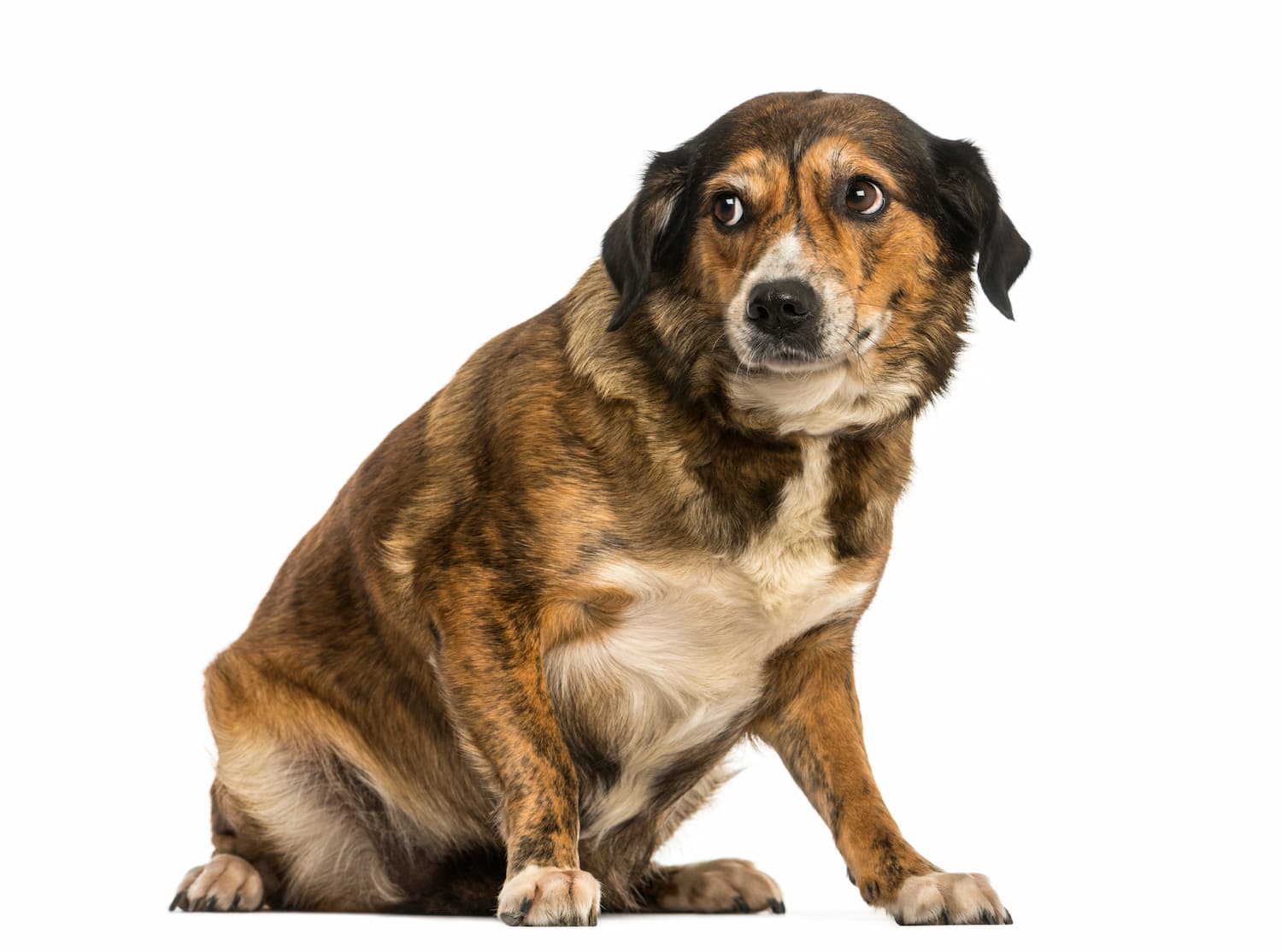 Dog Bites: Prevention, First Aid, and When to Call Us