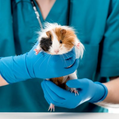 Cropped shot of a veterinary doctor in blue uniform and stethoscope holding guinea pig on hands. Animal healthcare concept
